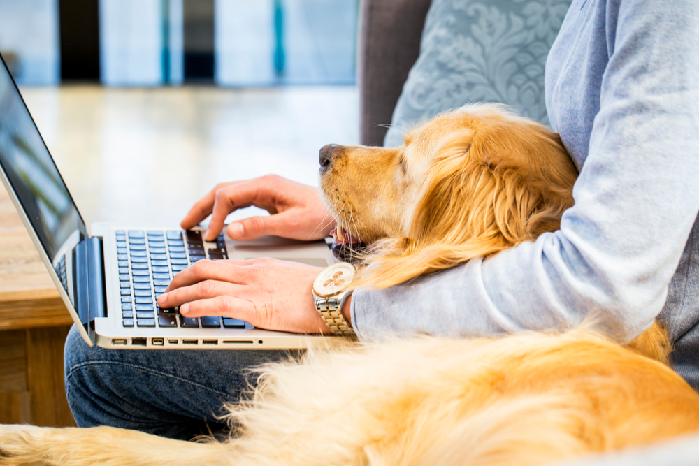 man with dog on his lap on lap top exploring the latest features for Facebook advertisers